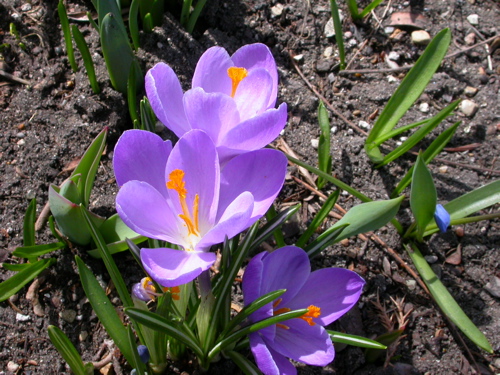 Spring Flowers